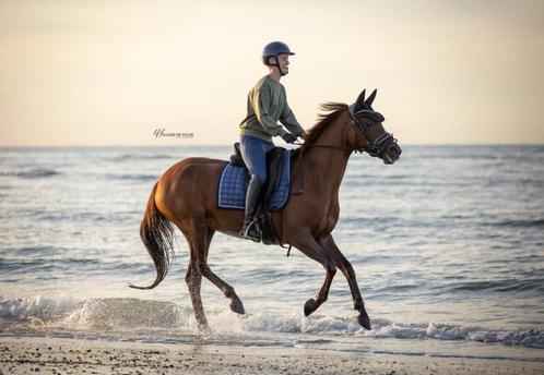 Bijrijder gezocht - Waasmunster, Dieren en Toebehoren, Paarden