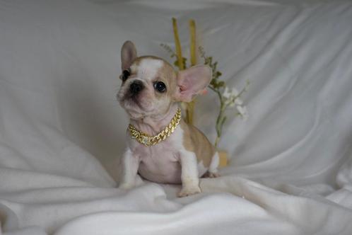 French bulldog (ouders aanwezig), Dieren en Toebehoren, Honden | Bulldogs, Pinschers en Molossers, Bulldog, Particulier, Eén hond