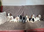 Engelse Cocker-spaniël-puppy's, Dieren en Toebehoren, België, Fokker | Hobbymatig, 8 tot 15 weken, CDV (hondenziekte)