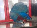 Halfmoon betta man, Dieren en Toebehoren, Vis