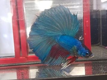 Halfmoon betta man beschikbaar voor biedingen