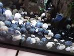 jonge blauwe en witte appelslakken, Animaux & Accessoires, Poissons | Poissons d'aquarium, Poisson d'eau douce, Escargot ou Mollusque