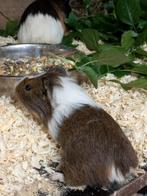 Cavia, Dieren en Toebehoren, Knaagdieren, Cavia