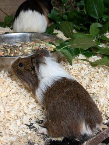 Cavia beschikbaar voor biedingen