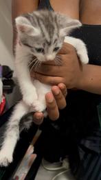 Schattige kittens, Dieren en Toebehoren, Ophalen of Verzenden