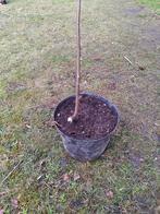 Ficus carica - vijgenboom, Tuin en Terras, Ophalen, Vijgenboom