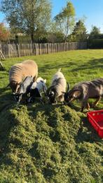 4 dwergeiten en 1 schaap te koop, Dieren en Toebehoren, Mannelijk, Schaap