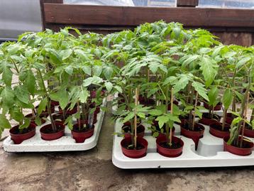 Eigen gekweekte tomatenplanten & pepers, Enlèvement