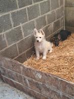 Zwitserse herder pup (reutje), Dieren en Toebehoren, Honden | Herdershonden en Veedrijvers, België, Fokker | Hobbymatig, Reu, 8 tot 15 weken