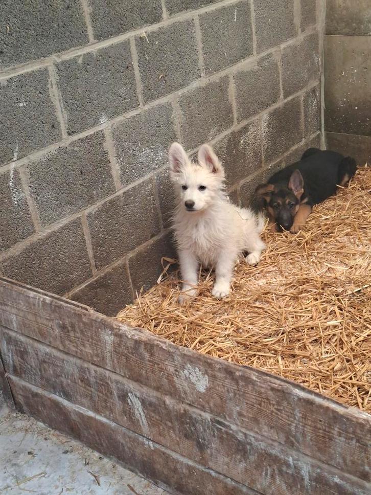 Zwitserse herder pup (reutje), Dieren en Toebehoren, Honden | Herdershonden en Veedrijvers, Reu, Herder, Fokker | Hobbymatig, Meerdere