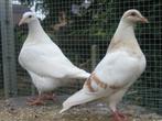 Texan duiven, Dieren en Toebehoren