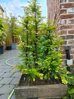 Moeras cypress, Tuin en Terras, Ophalen