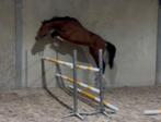 2 hengsten 2022, Dieren en Toebehoren, Paarden, Springpaard, Gechipt, Hengst, 3 tot 6 jaar