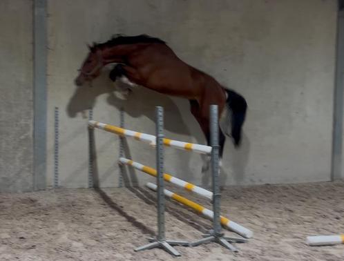 2 hengsten 2022, Dieren en Toebehoren, Paarden, Hengst, Onbeleerd, 165 tot 170 cm, 3 tot 6 jaar, Springpaard, Met stamboom, Gechipt