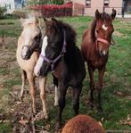 Welshponys en shetlander met veulen!, Dieren en Toebehoren
