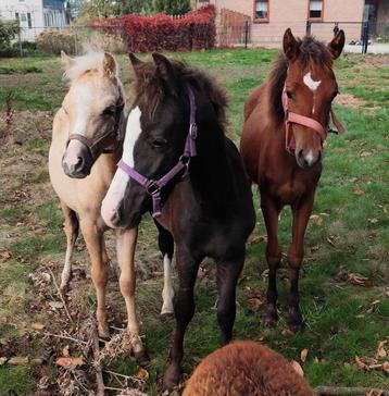 Welshponys en shetlander met veulen! beschikbaar voor biedingen