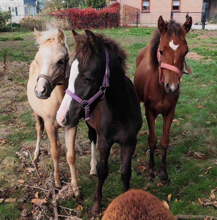 Welshponys en shetlander met veulen!, Dieren en Toebehoren, Paarden