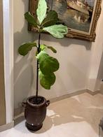 Ficus Lyrata, Enlèvement, Ficus