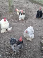 Cochin kriel jonge haantjes, Dieren en Toebehoren, Pluimvee, Mannelijk, Kip