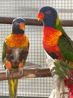 Kweekkoppel lori van de blauwe bergen, Dieren en Toebehoren, Meerdere dieren, Geringd