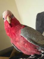 Kaketoe split man, Mâle, Perroquet, Parleur