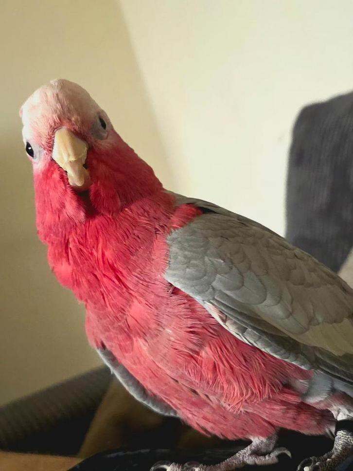 Kaketoe split man, Animaux & Accessoires, Oiseaux | Perruches & Perroquets, Perroquet, Mâle, Parleur, Domestique, Bagué