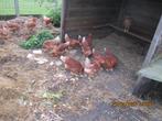 bruine legkippen, Dieren en Toebehoren, Pluimvee, Vrouwelijk, Kip