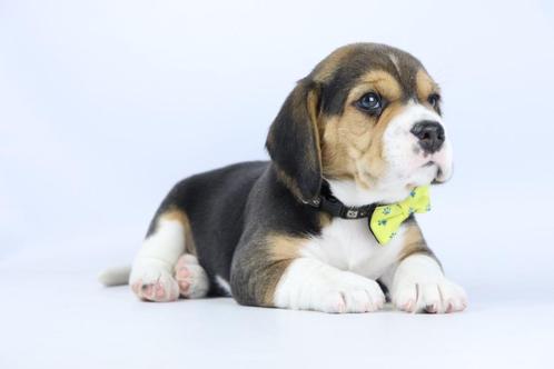 Beagle pups - Belgisch Beagle fokker, Dieren en Toebehoren, Honden | Beagles, Bassets en Lopende honden, Meerdere dieren, Beagle