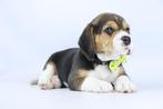 Beagle pups - Belgisch Beagle fokker, Dieren en Toebehoren, Meerdere, 8 tot 15 weken, Meerdere dieren, België