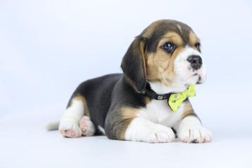 Beagle pups - Belgisch Beagle fokker 