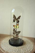 Taxidermie 4 vlinders in stolp, Ophalen, Gebruikt, Insect, Opgezet dier