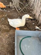 5 Peking eenden, Dieren en Toebehoren, Pluimvee