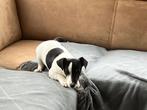 Jack russell pups, Dieren en Toebehoren, Honden | Jack Russells en Terriërs, België, Particulier, Jack Russell Terriër, 8 tot 15 weken
