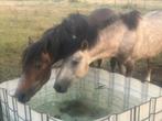 leuke 3j ponys, Dieren en Toebehoren, Pony's, Hengst, Onbeleerd, C pony (1.27m tot 1.37m)