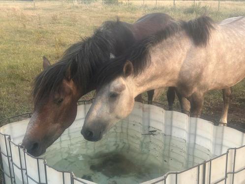 leuke 3j ponys, Dieren en Toebehoren, Pony's, Hengst, Onbeleerd, C pony (1.27m tot 1.37m)