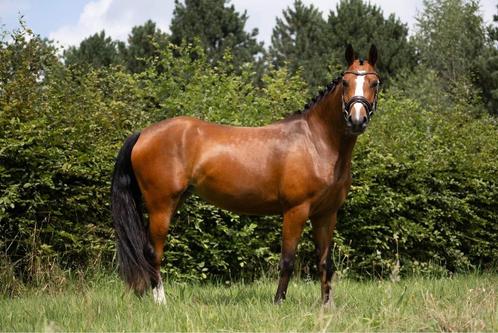 Toekomstige FEI topper te koop, Animaux & Accessoires, Poneys, Jument, B, Poney D (1.37 m à 1.48m), Poney de dressage, 3 à 6 ans