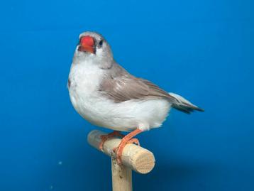 Koppel zebravink bruin/ORB/ZWB x pastel bleekrug/ZWB exoten beschikbaar voor biedingen