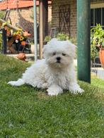 Maltezer pups, België, Maltezer, CDV (hondenziekte), 8 tot 15 weken