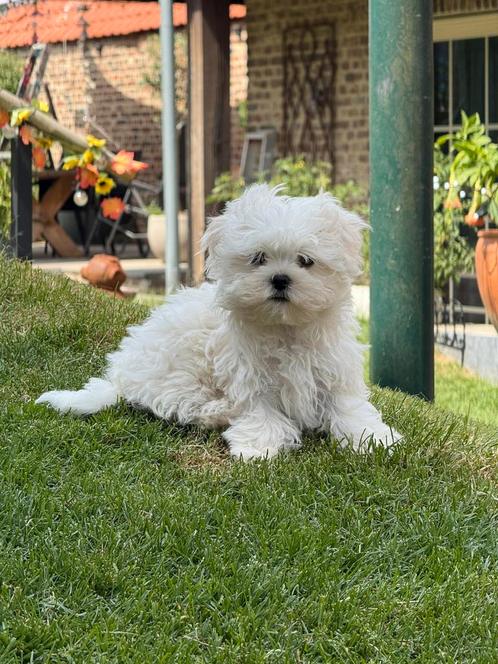 Maltezer pups, Dieren en Toebehoren, Honden | Chihuahua's en Gezelschapshonden, Meerdere dieren, Maltezer, Fokker | Professioneel