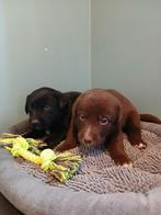 Labrador x pups  ️ ️, Dieren en Toebehoren, Parvo, België, 8 tot 15 weken, Labrador retriever