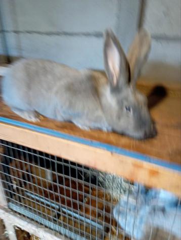 koppel blauwe konijnen beschikbaar voor biedingen