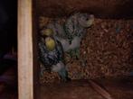 bébé perruche ond, Dieren en Toebehoren, Vogels | Parkieten en Papegaaien, Geslacht onbekend, Parkiet, Tam
