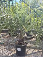 Palmboom Butia Capitata, Ophalen, Palmboom