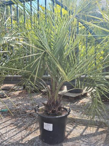 Palmboom Butia Capitata  beschikbaar voor biedingen