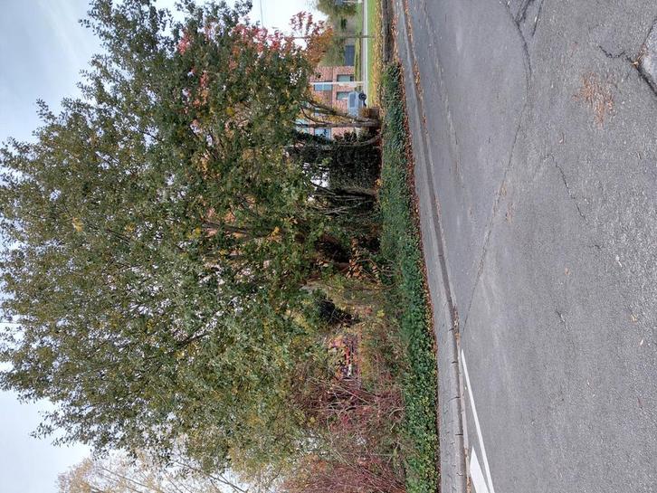 Snoeien van bomen, Tuin en Terras, Planten | Bomen, Ophalen