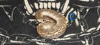 ball python 2.0 bamboo 100% het hypo 50% het albino, Slang, Tam, 0 tot 2 jaar