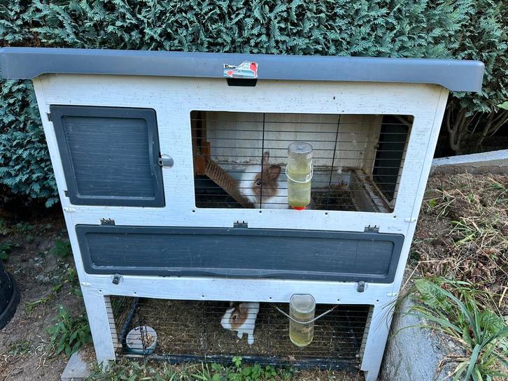 Konijnenstel te koop – compleet met kooi en accessoires, Dieren en Toebehoren, Konijnen, Meerdere dieren