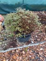 Azalea brilliant roze, Ophalen