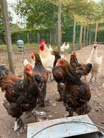 Brahma goudpatrijs hanen, Dieren en Toebehoren