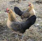 Gele Bassette hen, Dieren en Toebehoren, Pluimvee